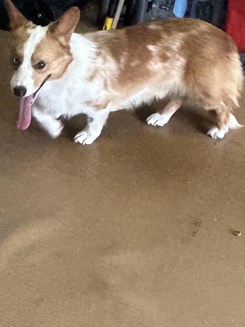 SAM, a Adoptable Corgi in Elyria, OH image 2/6