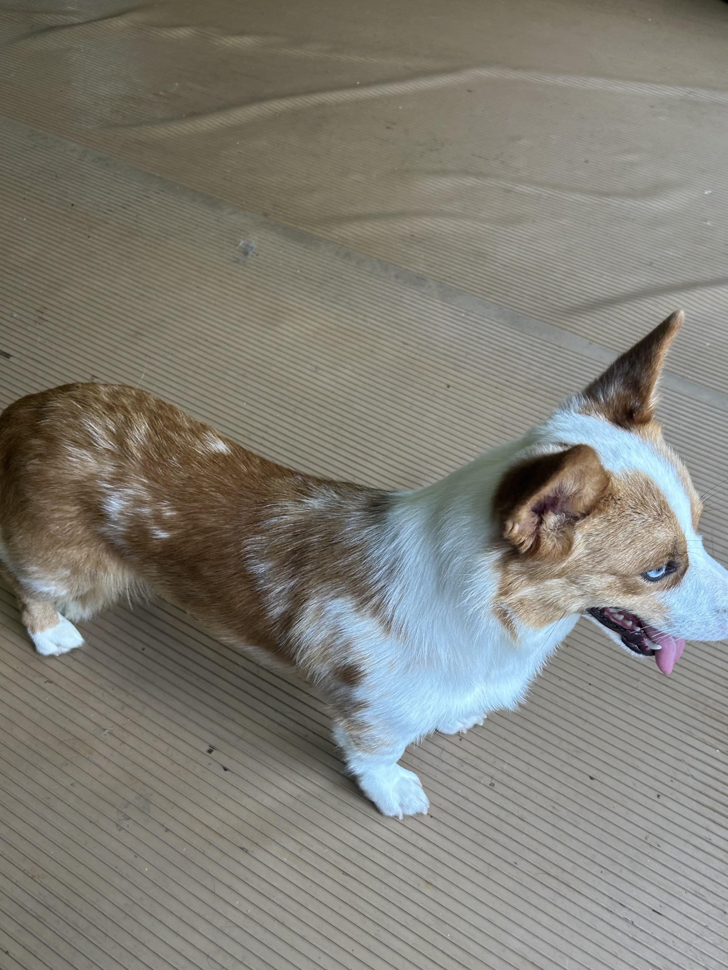 SAM, a Adoptable Corgi in Elyria, OH image 3/6