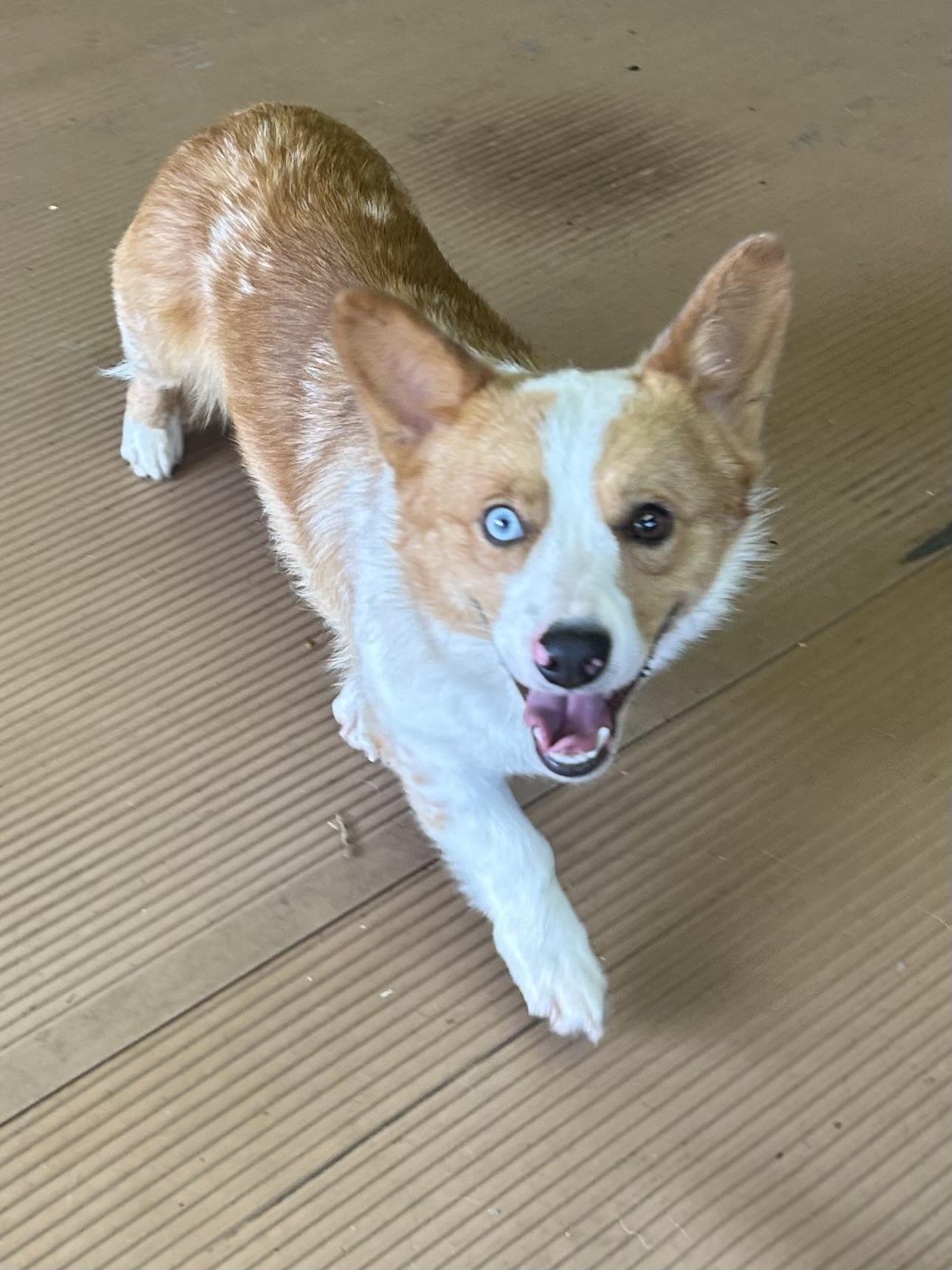 SAM, a Adoptable Corgi in Elyria, OH image 4/6