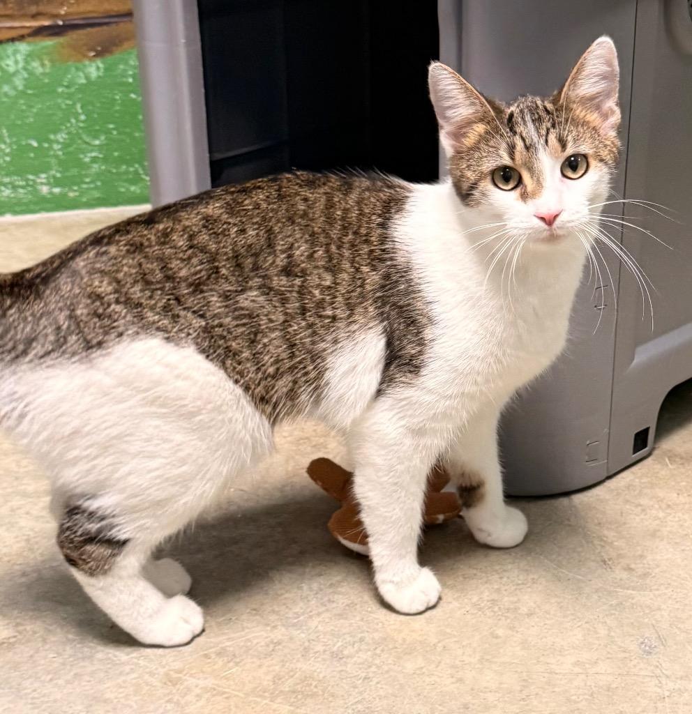 Enlarge Buffy, a Adoptable mixed breed in Defiance, OH image 1/6