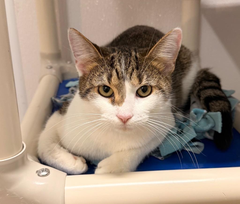 Buffy, a Adoptable mixed breed in Defiance, OH image 1/6