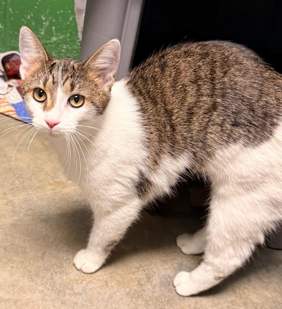 Buffy, a Adoptable mixed breed in Defiance, OH image 2/6