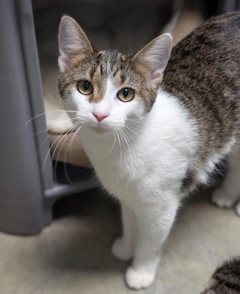 Buffy, a Adoptable mixed breed in Defiance, OH image 6/6