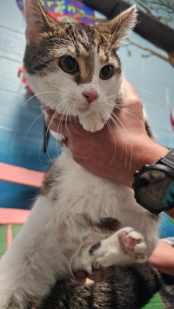 Enlarge Buffy, a Adoptable mixed breed in Defiance, OH image 4/6