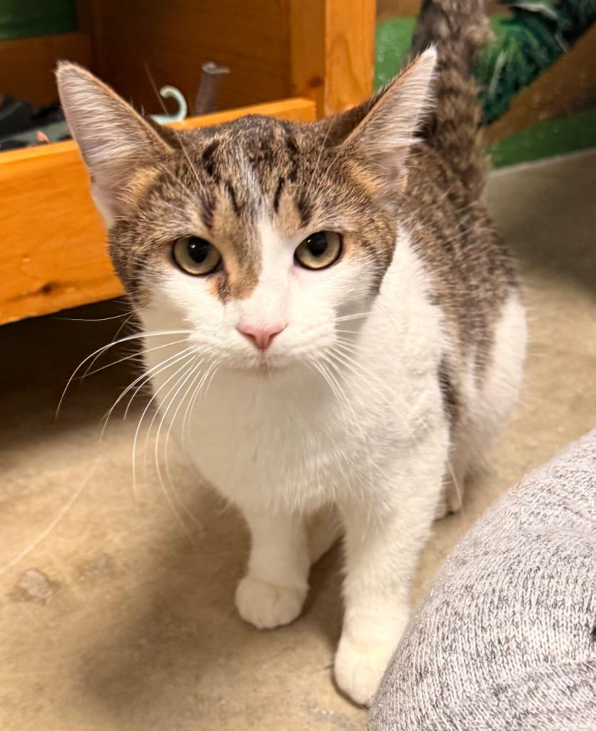 Enlarge Buffy, a Adoptable mixed breed in Defiance, OH image 6/6