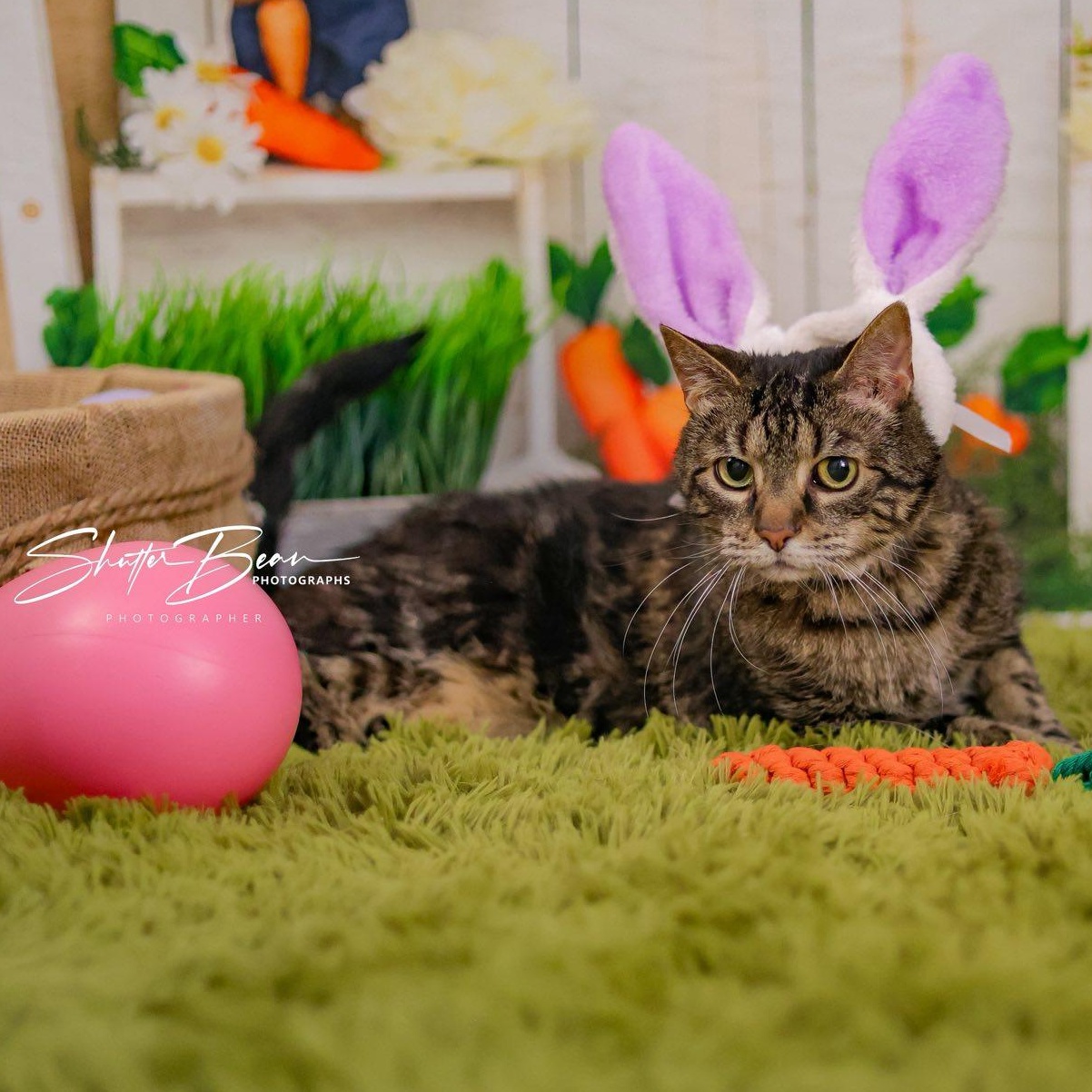 Snickers, adoptable, Senior Female Tabby & Domestic Short Hair.