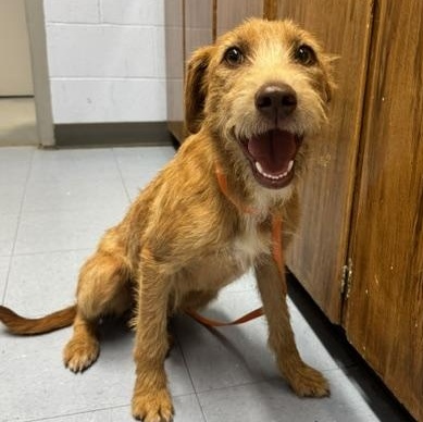 Josie, adopted, Young Female Terrier.