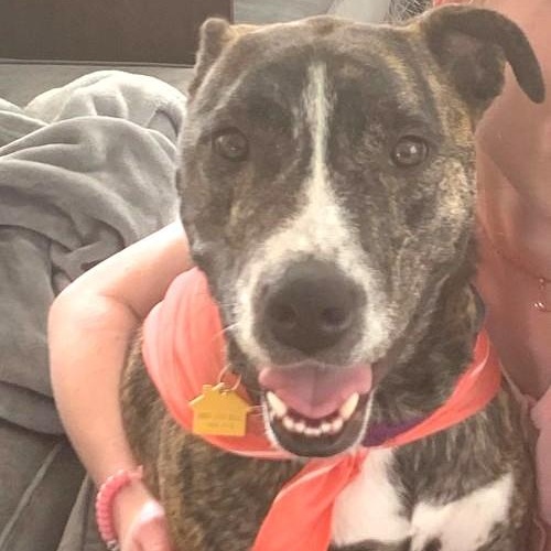 Enlarge Chloe- Courtesy Post, a Adoptable mixed breed in Frederick, MD image 2/4