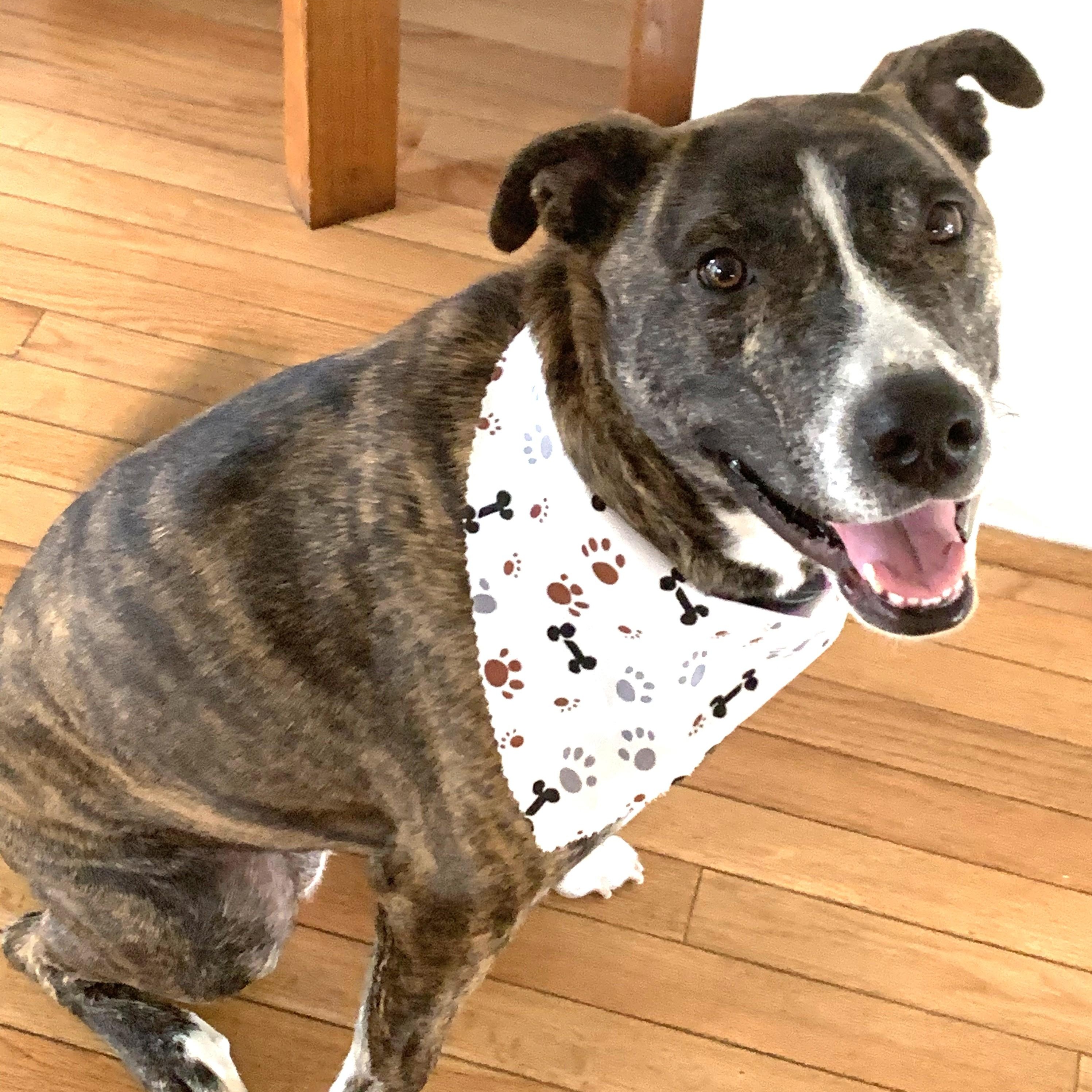 Chloe- Courtesy Post, Adoptable, Adult Female Pit Bull Terrier & Husky.