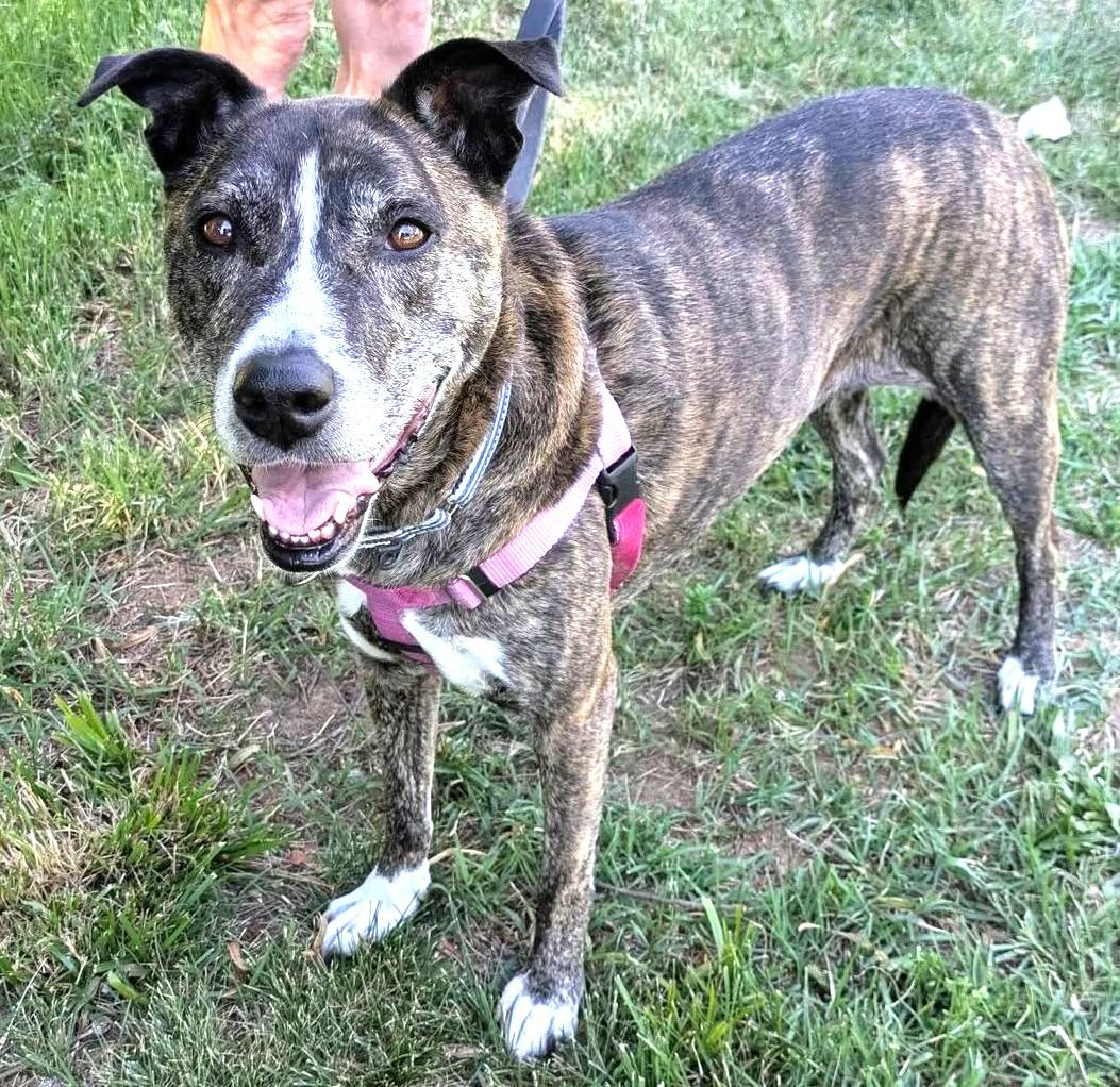 Enlarge Chloe- Courtesy Post, a Adoptable mixed breed in Frederick, MD image 3/4