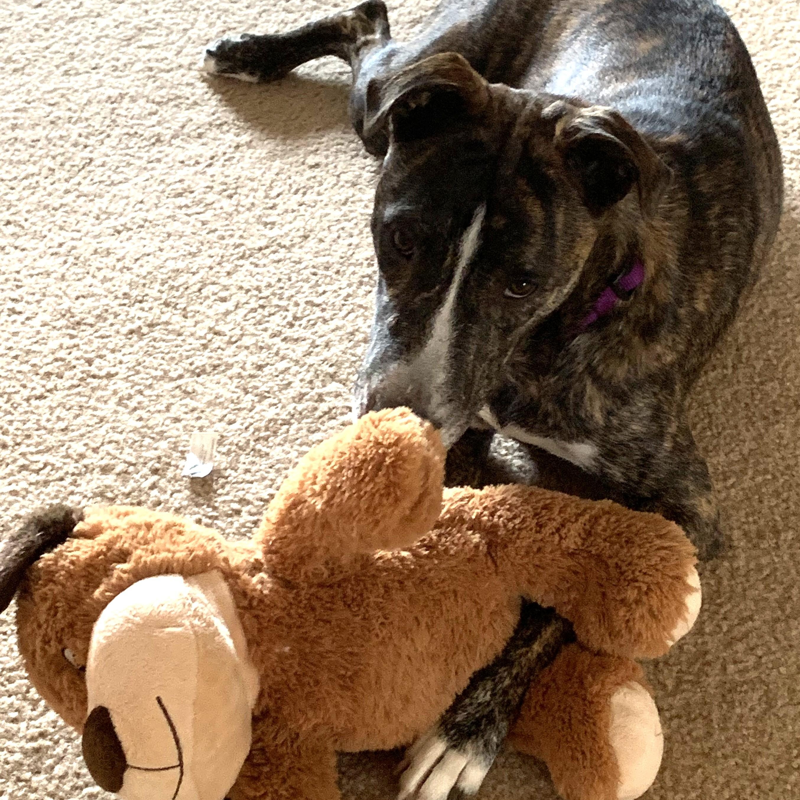 Enlarge Chloe- Courtesy Post, a Adoptable mixed breed in Frederick, MD image 4/4