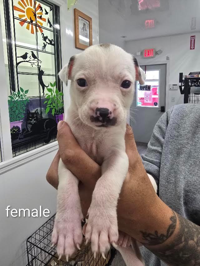 Kaia, Adoptable, Puppy Female Mixed Breed.