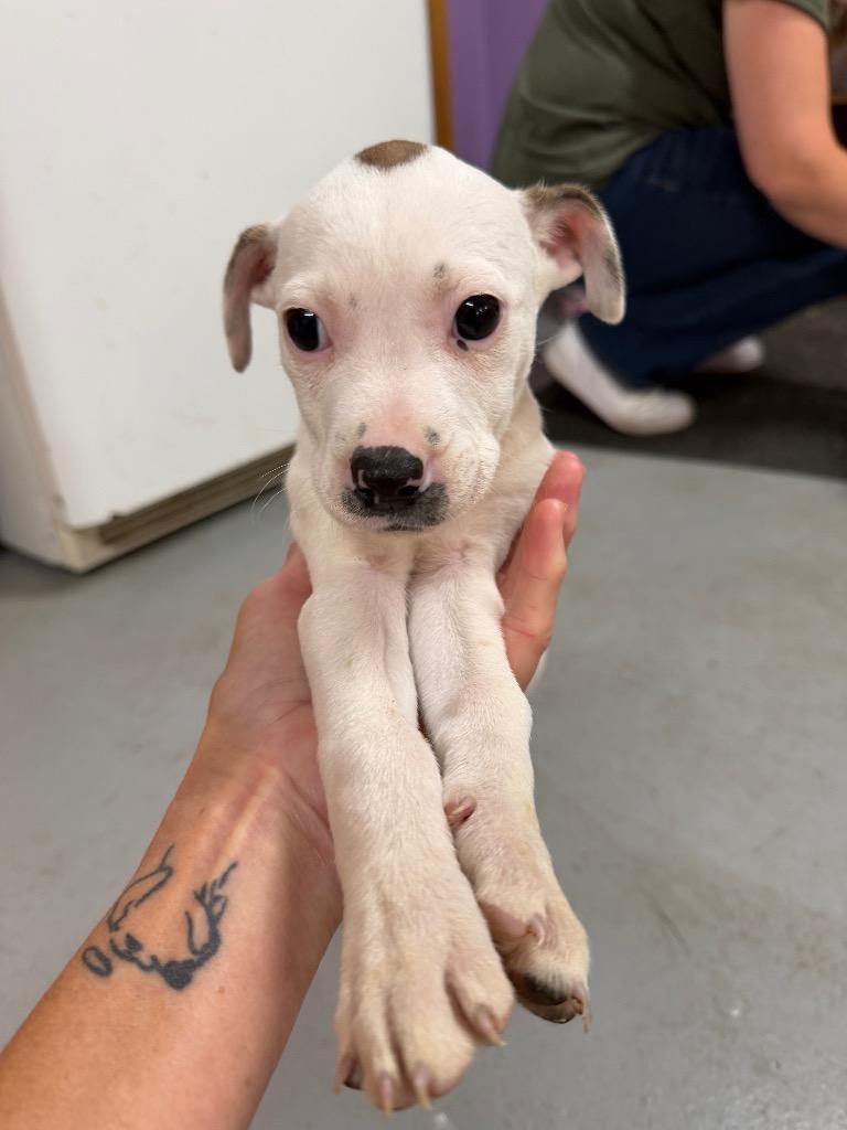 Enlarge Kaia, a Adoptable mixed breed in Glenfield, NY image 2/3