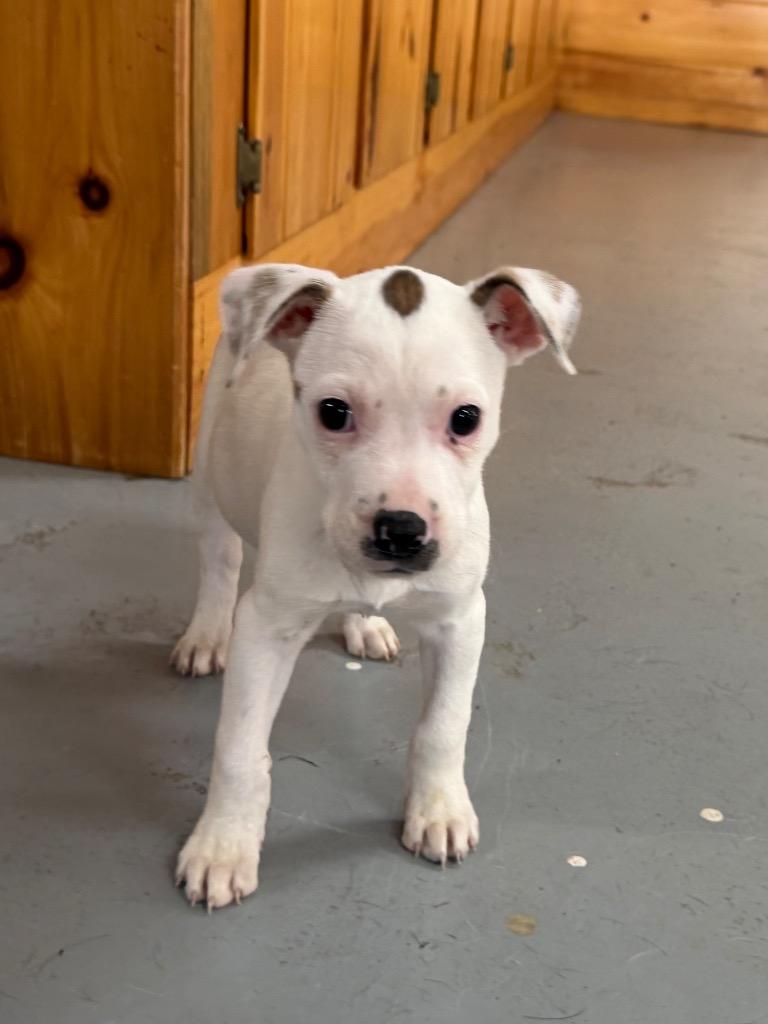 Enlarge Kaia, a Adoptable mixed breed in Glenfield, NY image 3/3