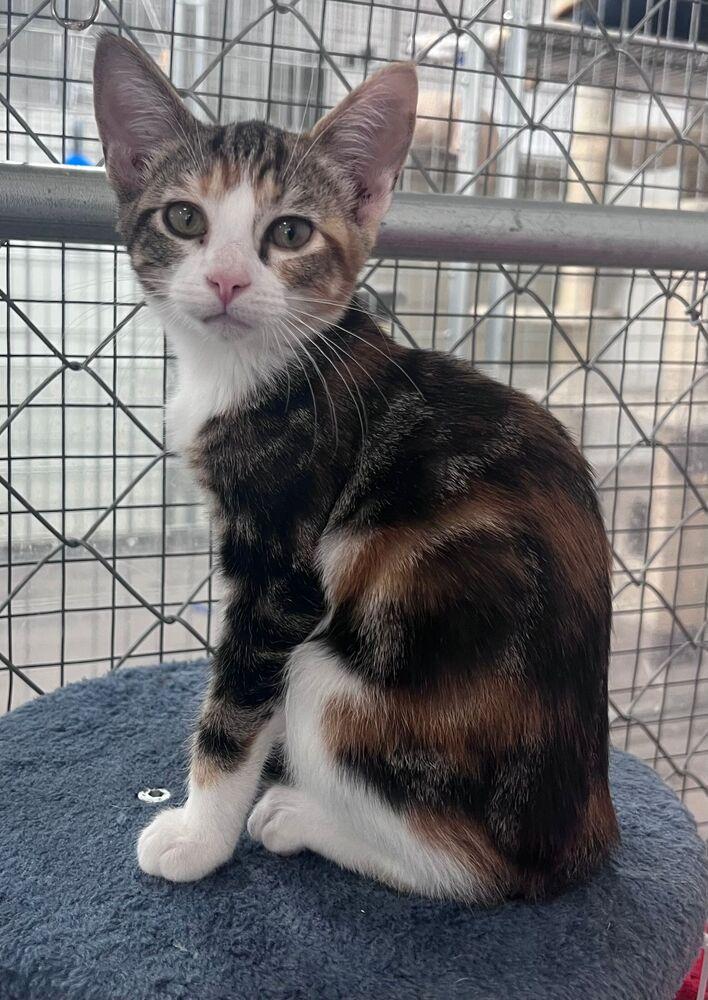 Enlarge Sora, a Adoptable Domestic Short Hair in McPherson, KS image 1/1