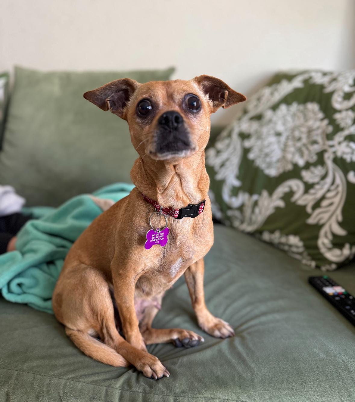 Frida, Adoptable, Adult Female Chihuahua.