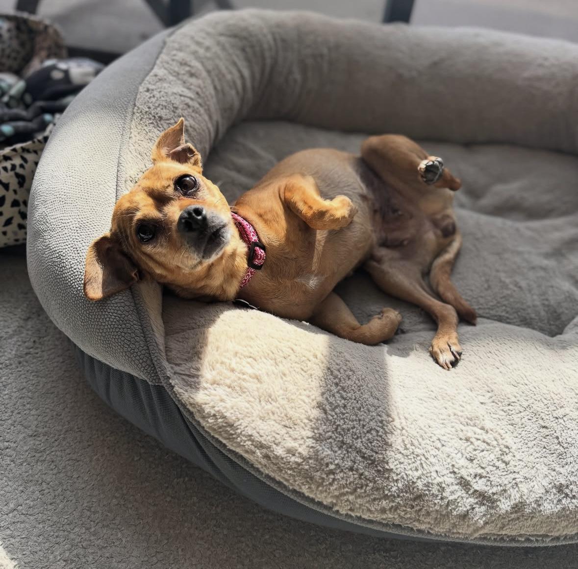 Frida, a Adoptable mixed breed in Marina Del Rey, CA image 3/6