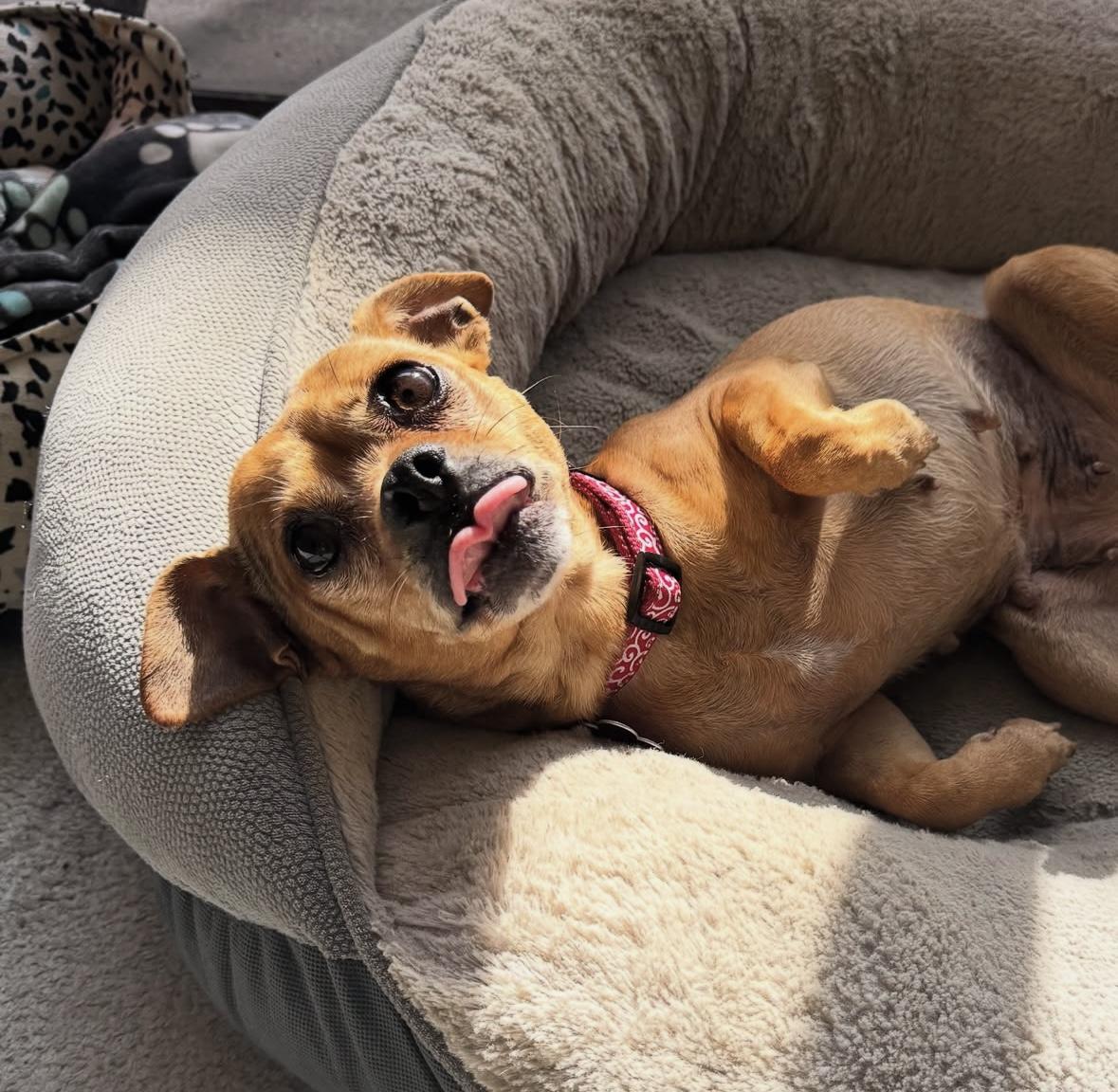 Frida, a Adoptable mixed breed in Marina Del Rey, CA image 2/6