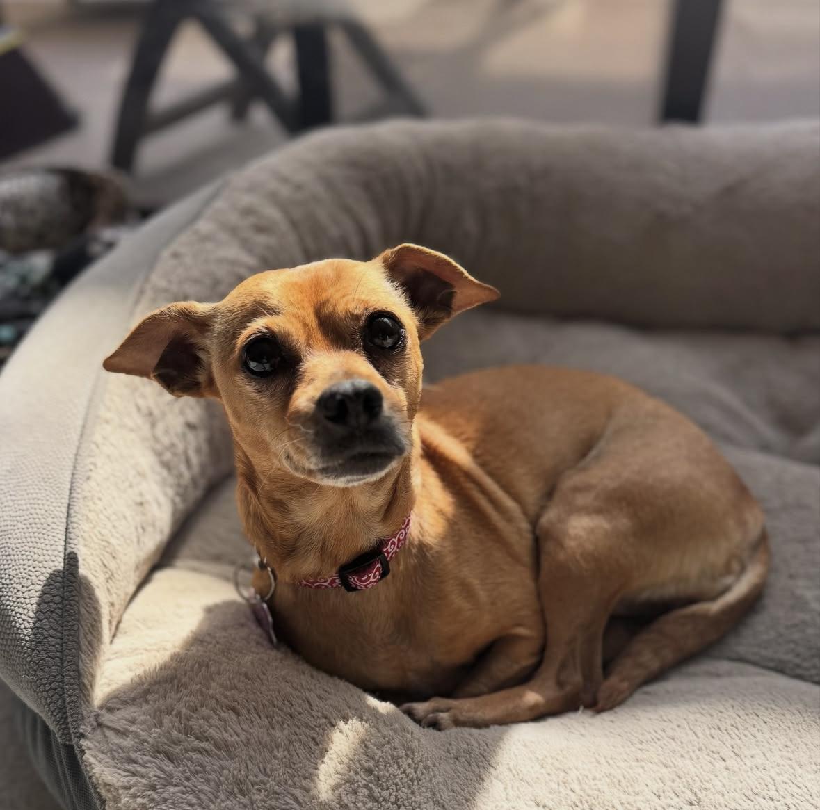 Frida, a Adoptable mixed breed in Marina Del Rey, CA image 4/6