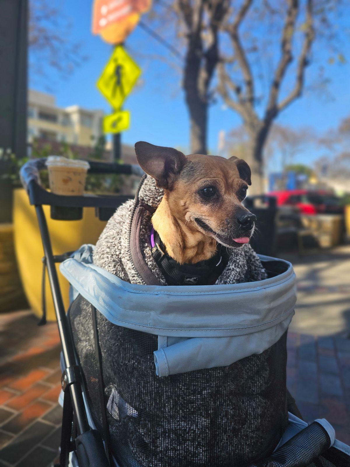 Frida, a Adoptable mixed breed in Marina Del Rey, CA image 6/6