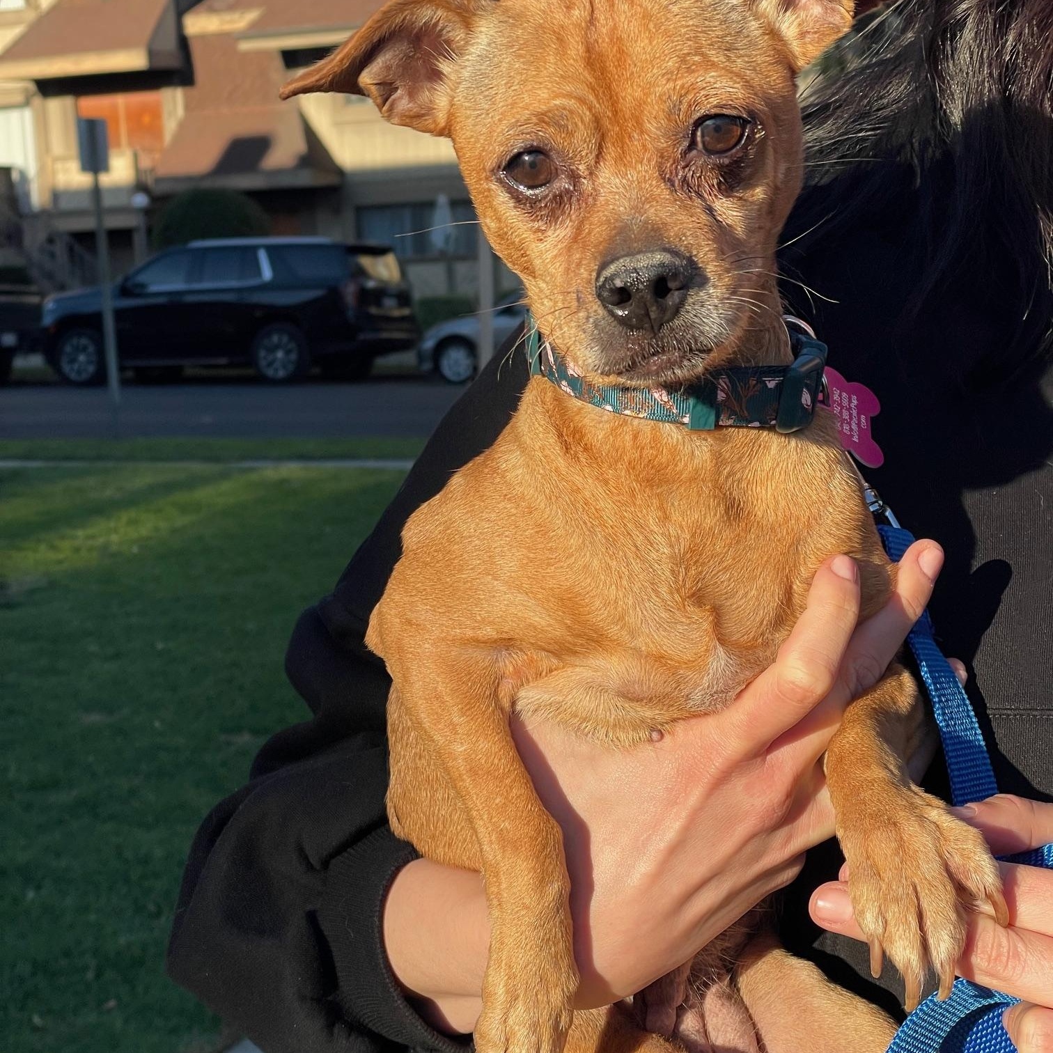 Frida, a Adoptable mixed breed in Marina Del Rey, CA image 5/6