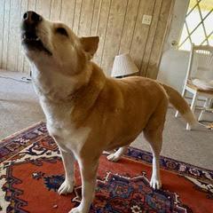Molly, Adult Female Canaan Dog