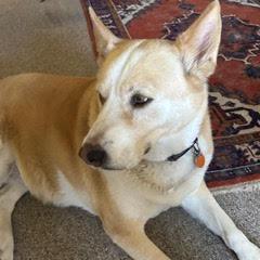 Molly photo 3