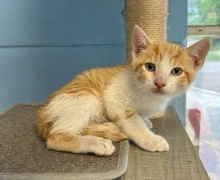 Skipper, Adoptable, Kitten Male Domestic Short Hair.