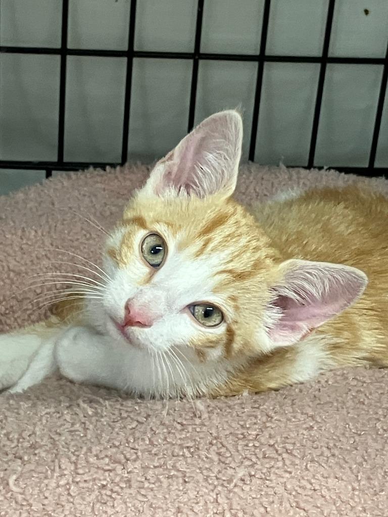 Enlarge Skipper, a Adoptable mixed breed in Lunenburg, MA image 2/2