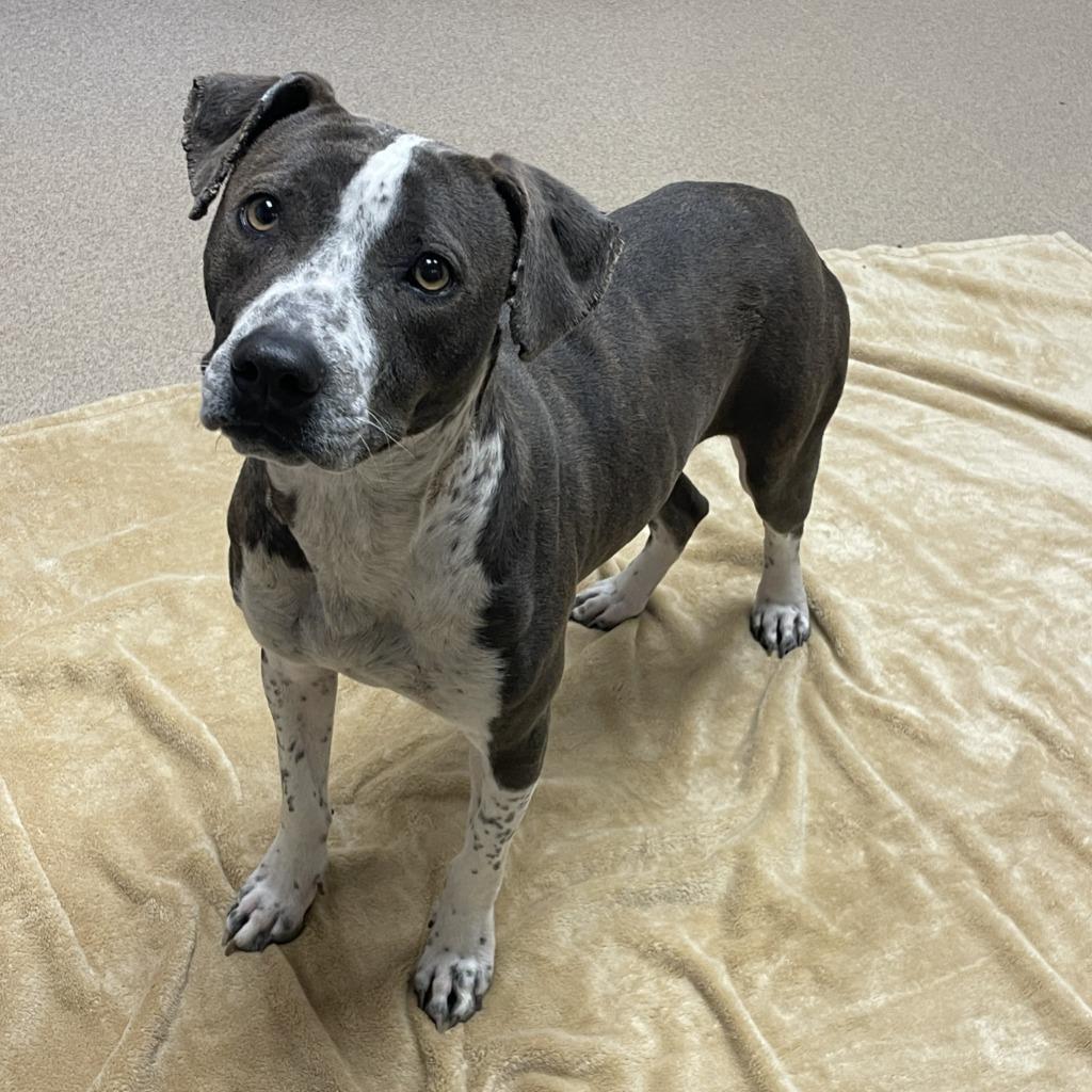 Phoenix, Adoptable, Young Female American Staffordshire Terrier.