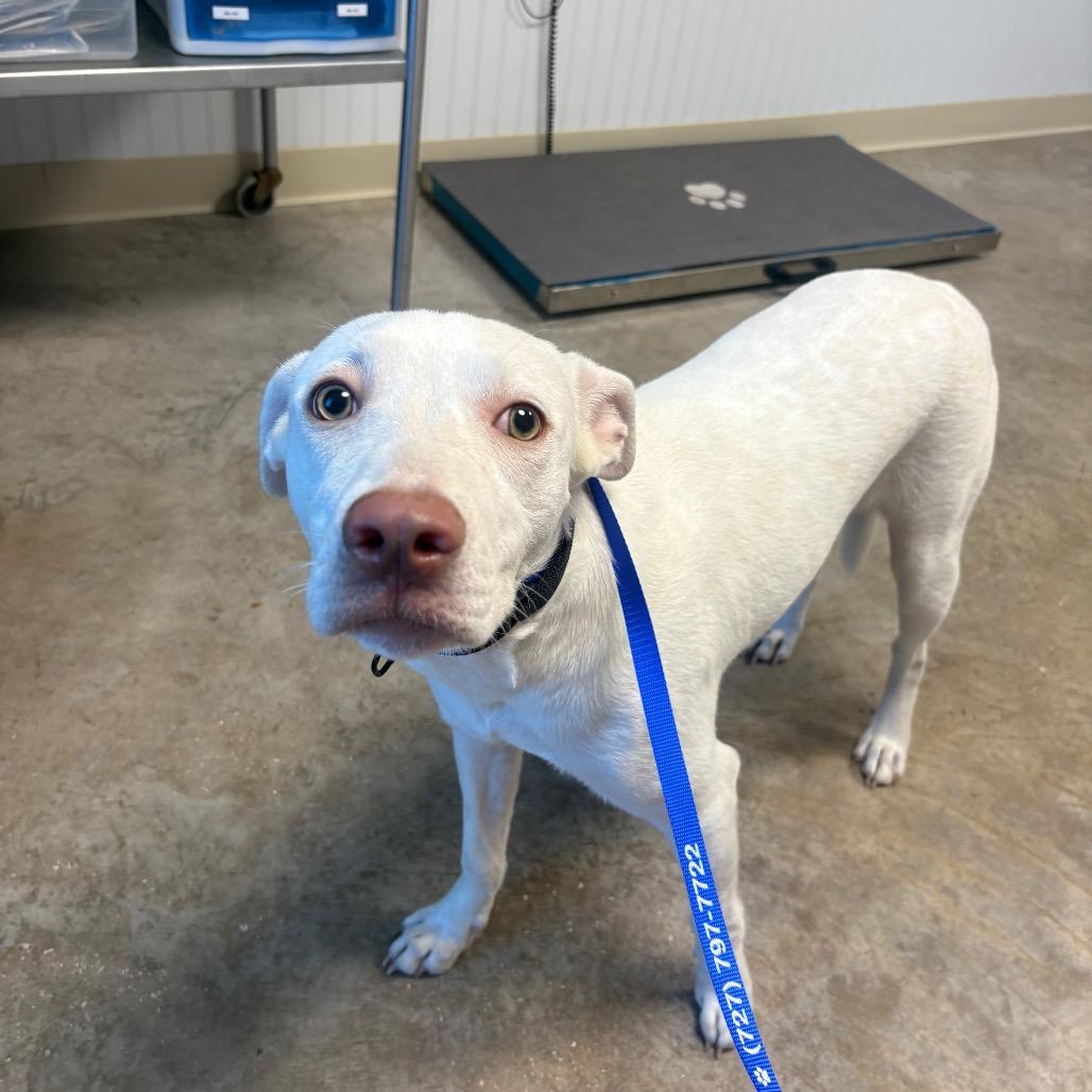 Enlarge Bubba, a Adoptable Mixed Breed in Clearwater, FL image 1/2