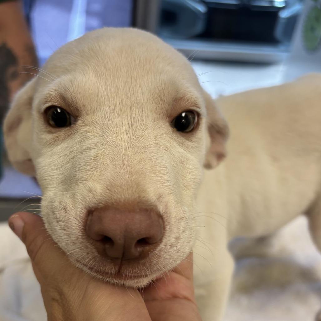 Enlarge Bubba, a Adoptable Mixed Breed in Clearwater, FL image 2/2