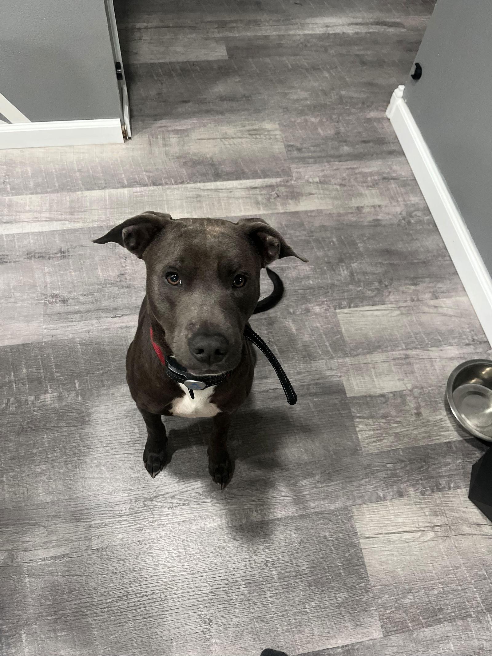 Goose, Adoptable, Adult Male Greyhound & Terrier.