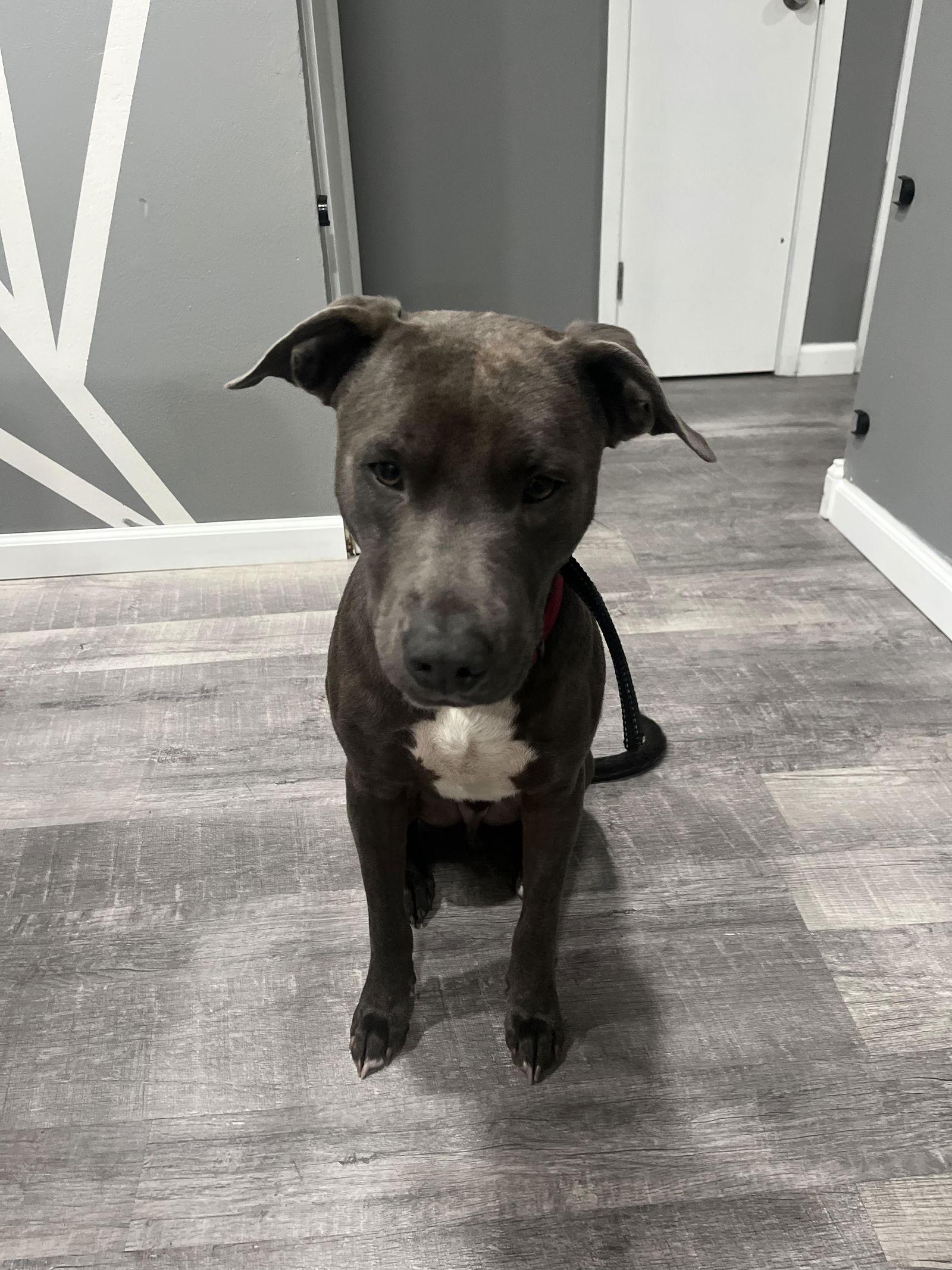 Goose, a Adoptable mixed breed in St. Louis, MO image 2/3