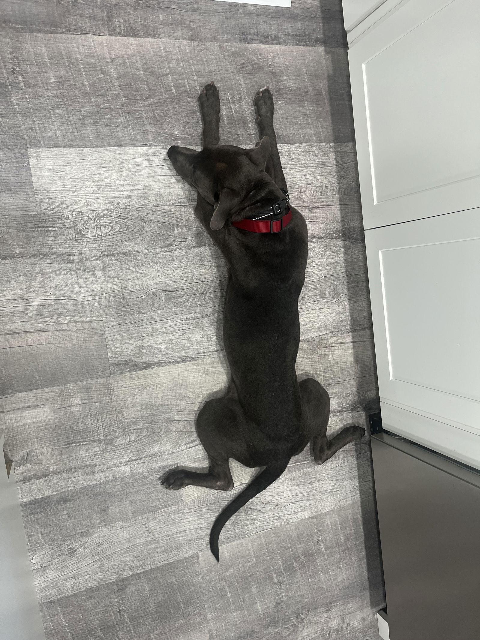 Goose, a Adoptable mixed breed in St. Louis, MO image 3/3