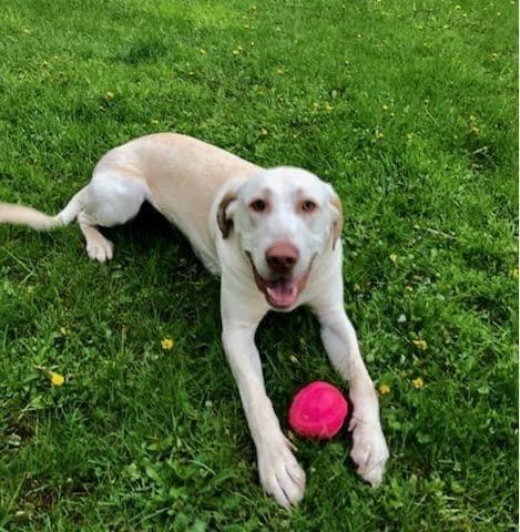 Enlarge Moose, a Adopted Black Mouth Cur in Syracuse, NY image 1/6