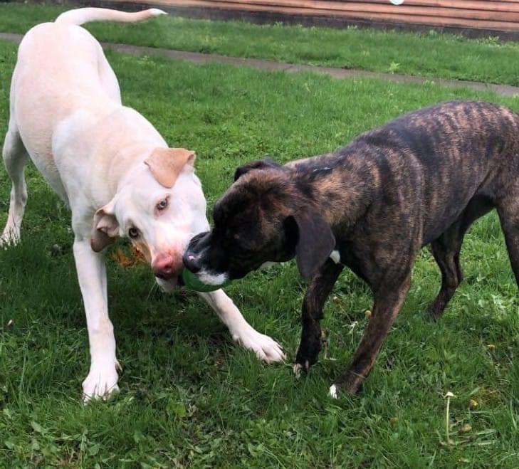 Enlarge Moose, a Adopted Black Mouth Cur in Syracuse, NY image 2/6