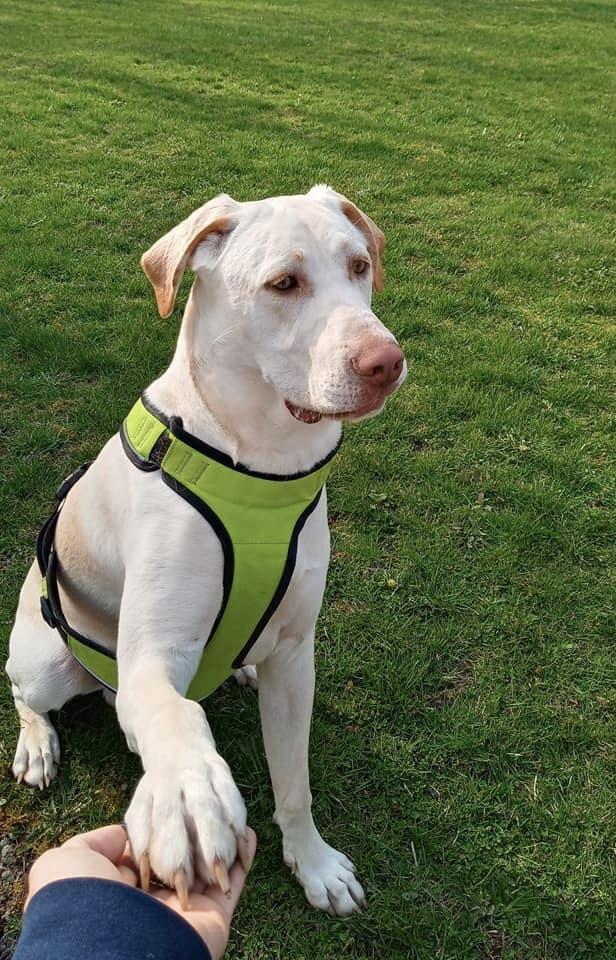 Enlarge Moose, a Adopted Black Mouth Cur in Syracuse, NY image 4/6