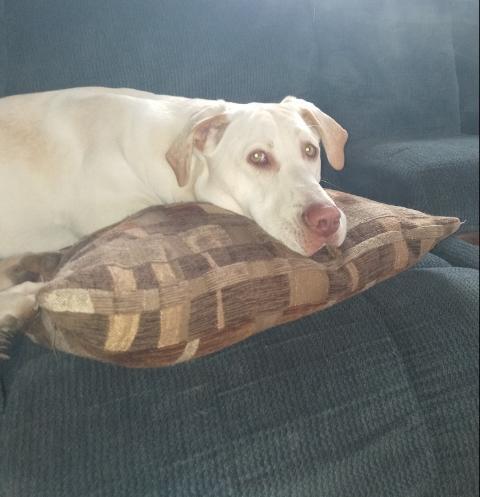 Enlarge Moose, a Adopted Black Mouth Cur in Syracuse, NY image 5/6