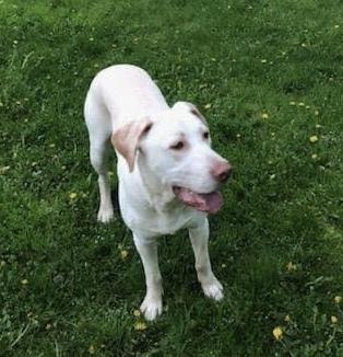 Enlarge Moose, a Adopted Black Mouth Cur in Syracuse, NY image 6/6