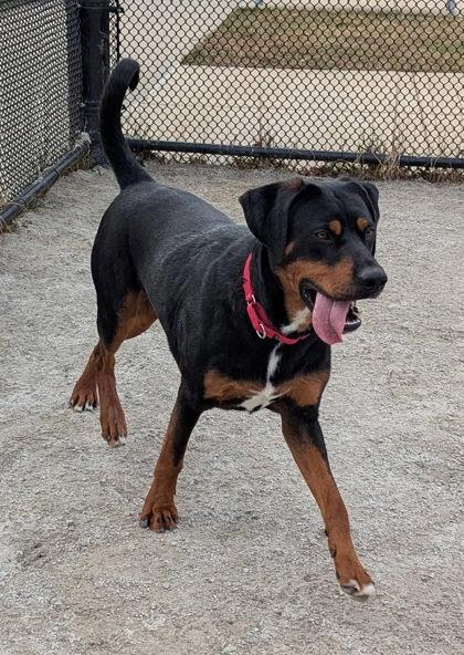 Malcolm, Adoptable, Adult Male Mixed Breed & Mixed Breed.