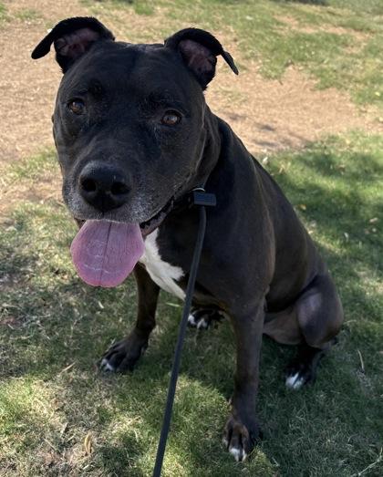 Enlarge Copper, a Adoptable mixed breed in Phoenix, AZ image 1/3