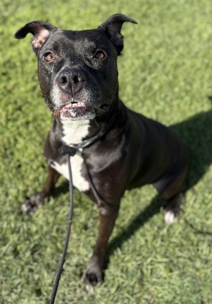 Enlarge Copper, a Adoptable mixed breed in Phoenix, AZ image 1/2