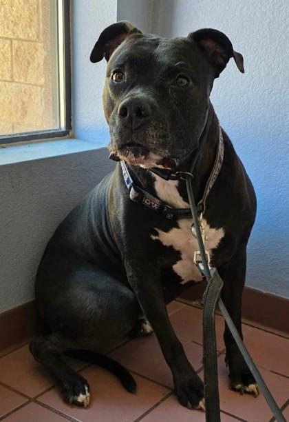 Enlarge Copper, a Adoptable mixed breed in Phoenix, AZ image 2/2