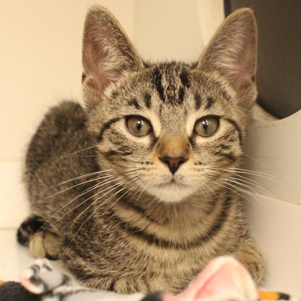 Gwen, Adoptable, Kitten Female Domestic Short Hair.