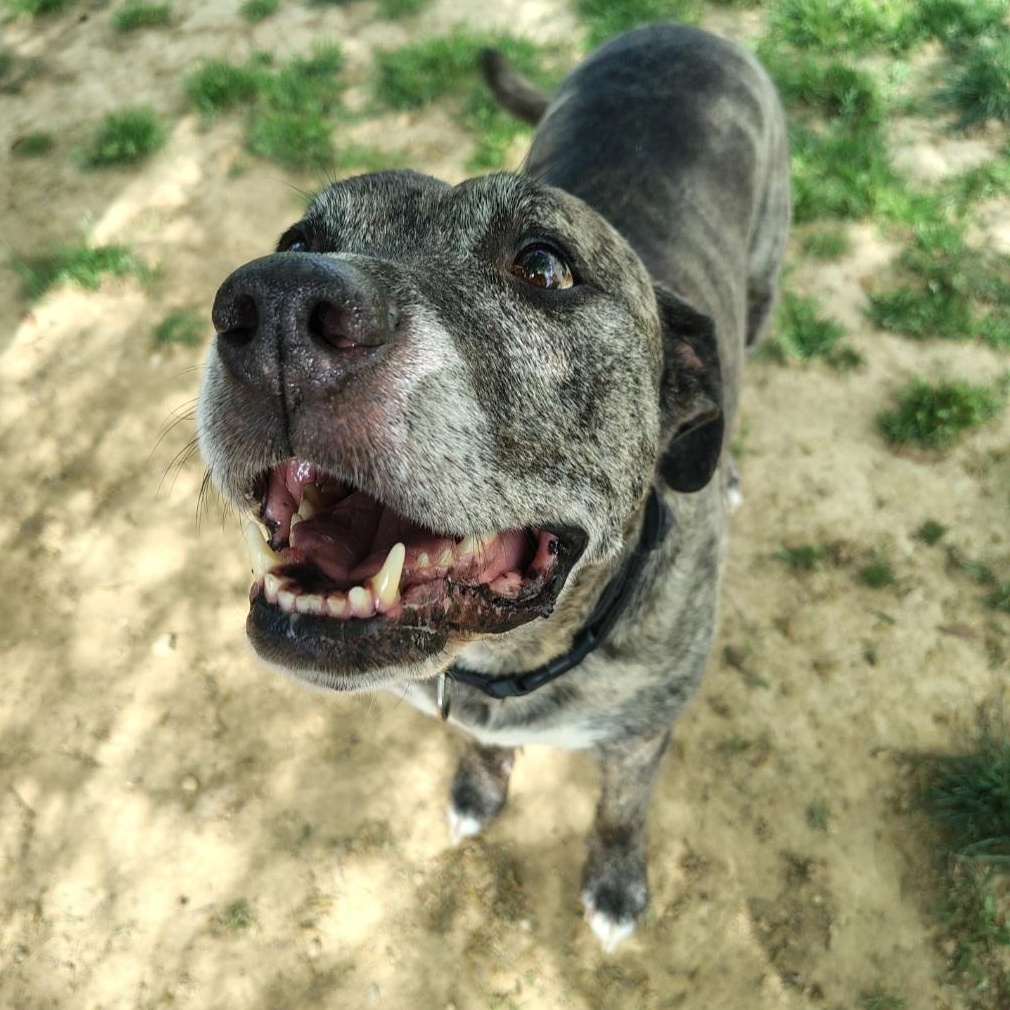 Loco, ADOPTABLE, Senior Male Pit Bull Terrier.