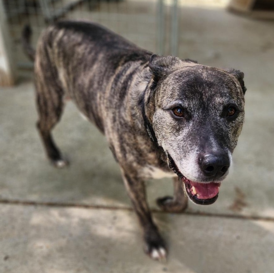 Enlarge Loco, a ADOPTABLE Pit Bull Terrier in Stanley, VA image 3/3