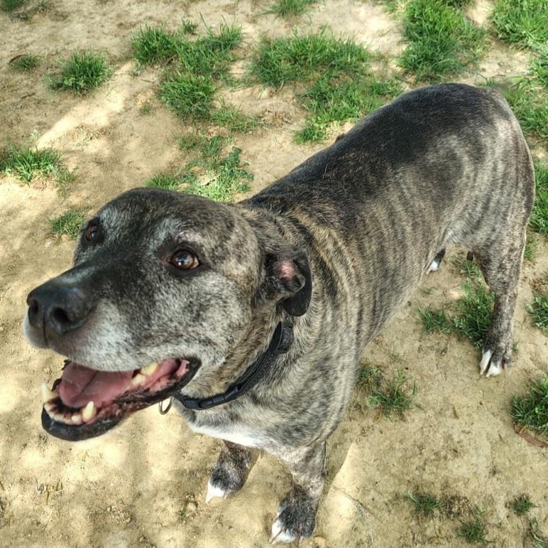 Enlarge Loco, a ADOPTABLE Pit Bull Terrier in Stanley, VA image 2/3