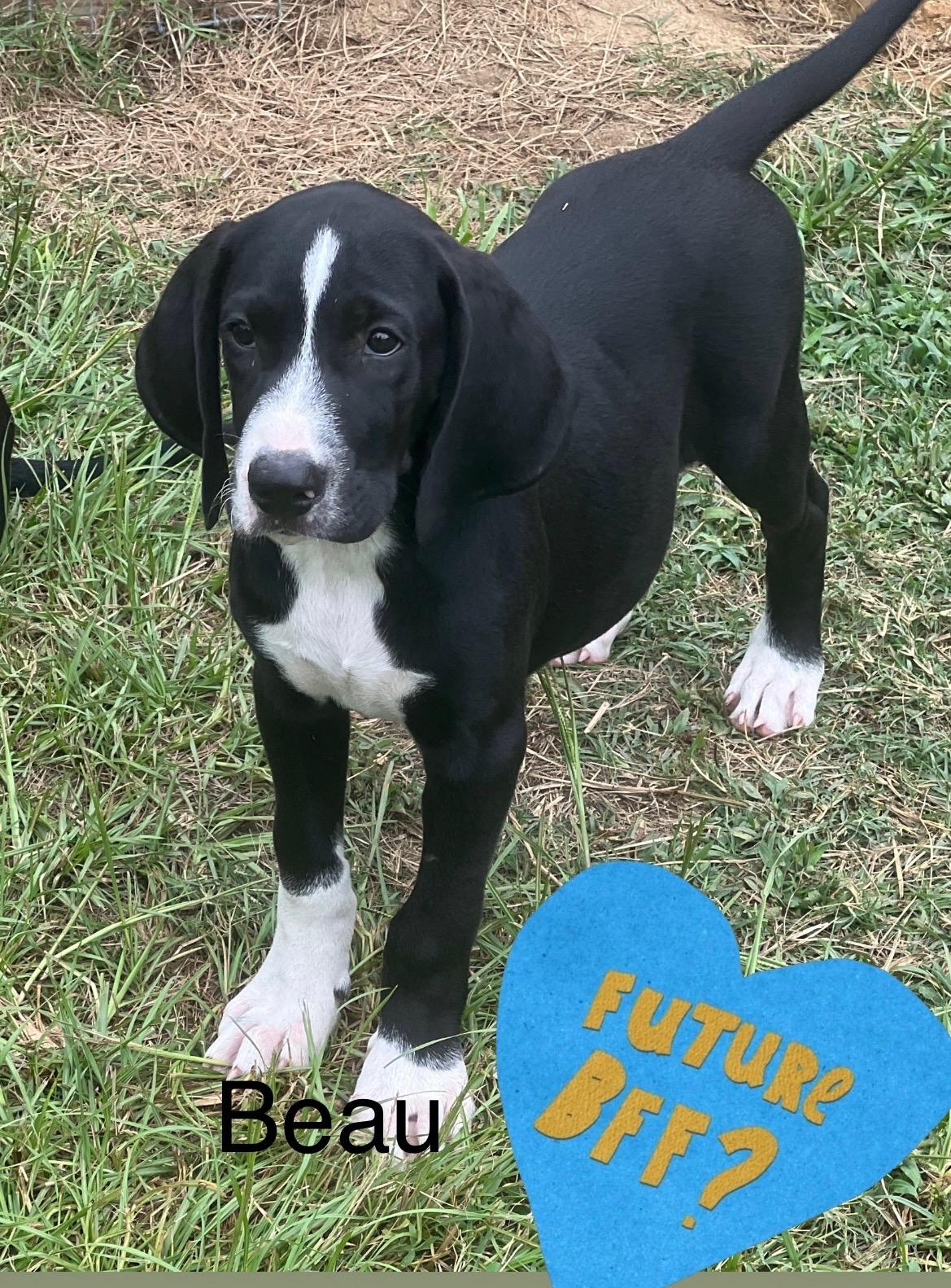 Enlarge Beau, a Adopted mixed breed in Cape May, NJ image 1/1