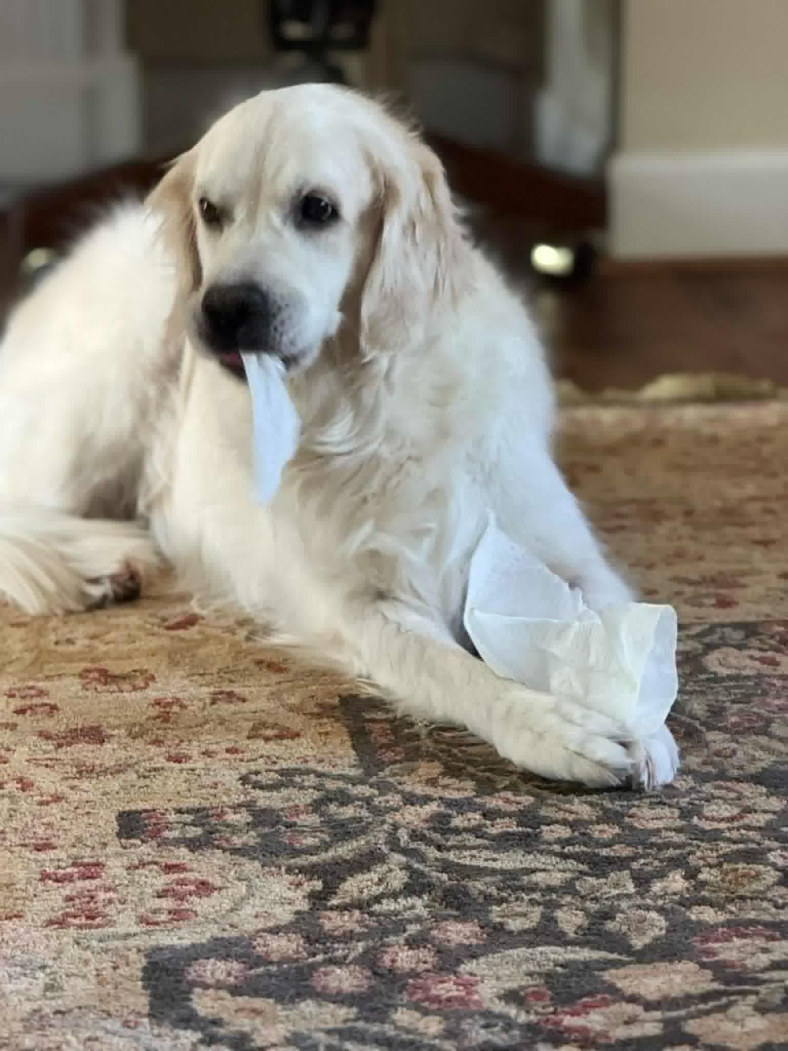 Annie, ADOPTABLE, Adult Female Carolina Dog.